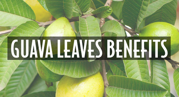 guava leaves for skin