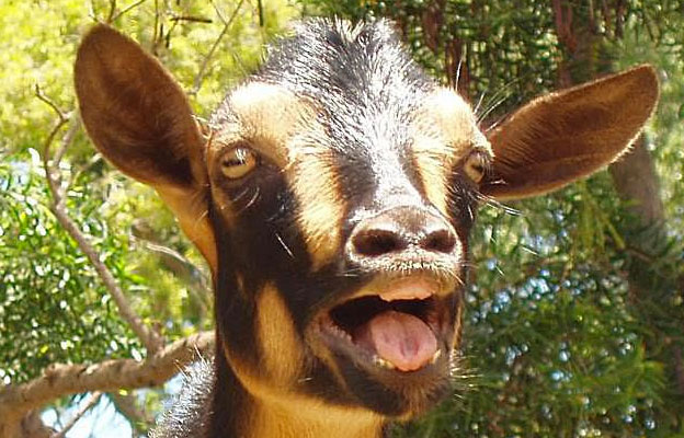 yelling goat